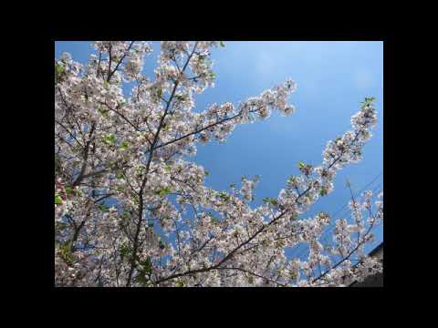 2023年春　青空とさくら　桜開花　桜風景　春の風景　のどかな風景　暇つぶし　ひまつぶし　チル