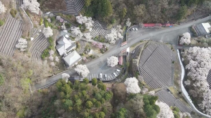 紫雲山地蔵寺桜風景ドローン撮影2023年春