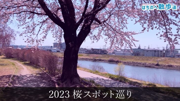 【はちのへ散歩道】2023 桜スポット巡り｜ 青森県八戸市の風景映像 Japan Hachinohe Sightseeing・Landscape｜青森県八戸市のニュース｜青森県八戸市のニュース