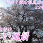 美しい風景　＃１０　23年花見旅その７醍醐桜