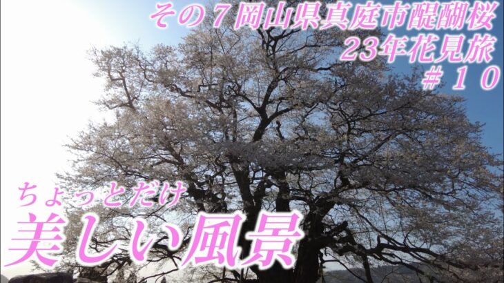 美しい風景　＃１０　23年花見旅その７醍醐桜