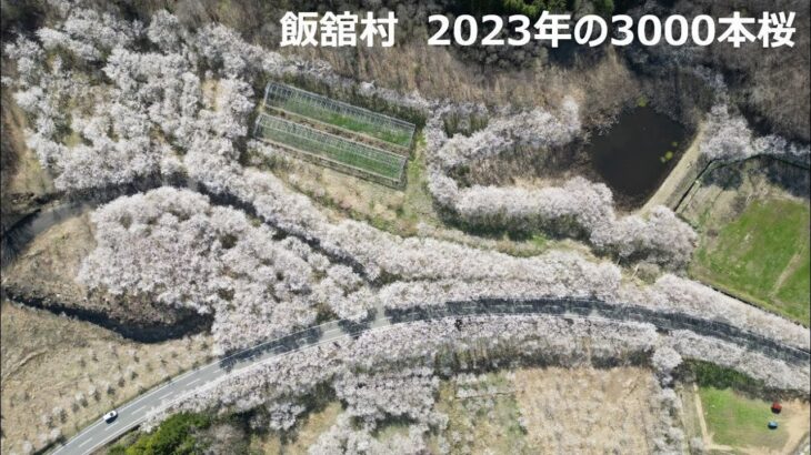 飯舘村 3000本桜