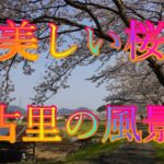 萌芽の候 3月30日 木曜 晴れ ソメイヨシノ桜 花見 美しい桜 古里の風景 日本 鳥取県西伯郡南部町倭 西伯病院@WalkingYoshi