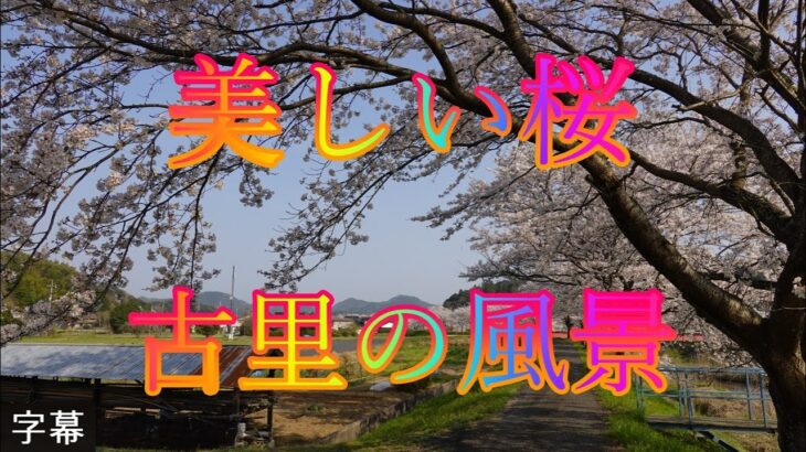 萌芽の候 3月30日 木曜 晴れ ソメイヨシノ桜 花見 美しい桜 古里の風景 日本 鳥取県西伯郡南部町倭 西伯病院@WalkingYoshi