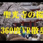 蓼科聖光寺の桜　360度VR映像