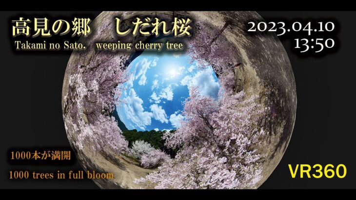 [360°VR]高見の郷　満開のしだれ桜1000本をご覧ください。Takami no Sato See the 1,000 weeping cherry trees in full bloom.