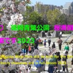 さくら祭り　福岡青葉公園　桜満開の中4年ぶりに開催です2023Sakura Festival, Fukuoka Aoba Park, cherry blossoms in full bloom