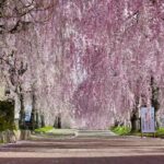 4K 日中線しだれ桜並木　散策ドローン空撮