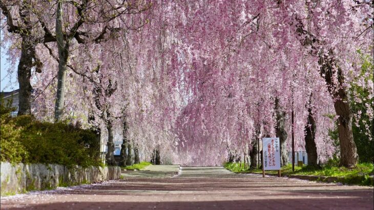 4K 日中線しだれ桜並木　散策ドローン空撮