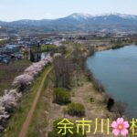 ＜4K-ドローン空撮＞北海道　余市町　余市川🌸桜並木