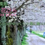 【桜風 風と花びら】散る 春日部(藤塚橋) 古利根川の桜 【4K撮影】 3分間の風景と自然 FUJIFILM X-S10 Vlog = cherry blossom wind and petals