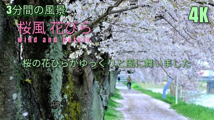 【桜風 風と花びら】散る 春日部(藤塚橋) 古利根川の桜 【4K撮影】 3分間の風景と自然 FUJIFILM X-S10 Vlog = cherry blossom wind and petals