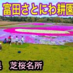 芝桜 名所  【千葉市 富田さとにわ耕園  】ドローン空撮 4K Drone Japan