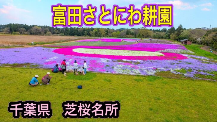 芝桜 名所  【千葉市 富田さとにわ耕園  】ドローン空撮 4K Drone Japan