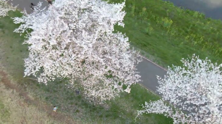 【4K春動画】 花は誰のもの？　/　STU48 【XF605】【ドローン】