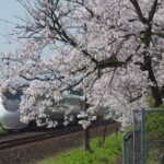 [4K60P]681系特急しらさぎ1号、56号　桜舞い散る風景を行く