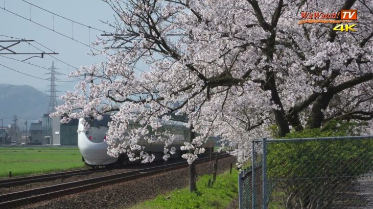 [4K60P]681系特急しらさぎ1号、56号　桜舞い散る風景を行く
