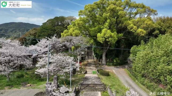 【桜ドローン撮影 4K】大町町の桜の名所｜Omachi Town,Cherry Blossom Viewing
