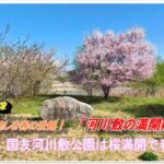 春の絶景！”姉川河川敷の満開の桜”（ドローン空撮・4k）