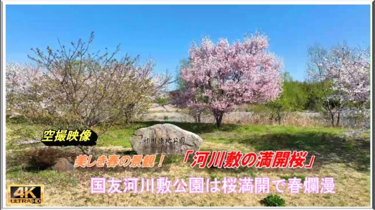 春の絶景！”姉川河川敷の満開の桜”（ドローン空撮・4k）