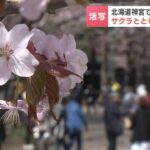 桜とともに50年以上続く風景　北海道神宮【カメラマンスケッチ】