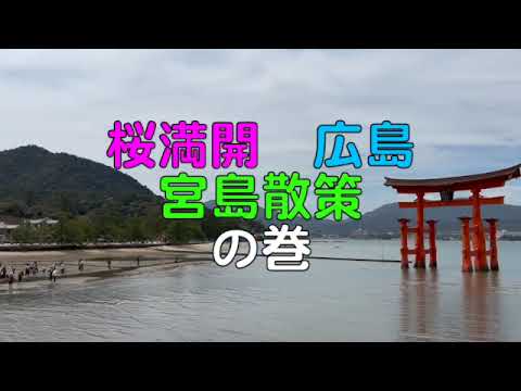 🌀日本の風景 #591 桜満開・広島:宮島散策の巻
