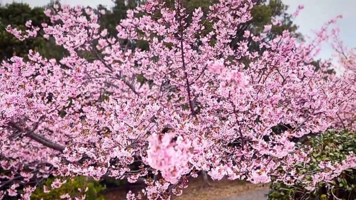Beautiful Cherry Blossoms in Chita【愛知の美しい風景４K】満開の河津桜　愛知県知多半島聖崎公園