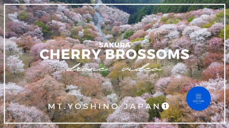 【Cherry Blossoms vol.1】aerial drone video dji mini2 Japan Nara Yoshino【吉野の桜①】奈良 吉野 千本桜ドローン 空撮 桜