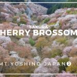 【Cherry Blossoms vol.2】aerial drone dji mini2 Japan Nara Yoshino sakura【吉野の桜➁】奈良 吉野 千本桜 ドローン 空撮 桜