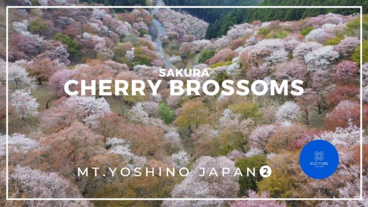 【Cherry Blossoms vol.2】aerial drone dji mini2 Japan Nara Yoshino sakura【吉野の桜➁】奈良 吉野 千本桜 ドローン 空撮 桜