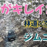 【ジムニードローン空撮】桜がキレイな林道に行ってみた【DJI Mini 3 Pro】
