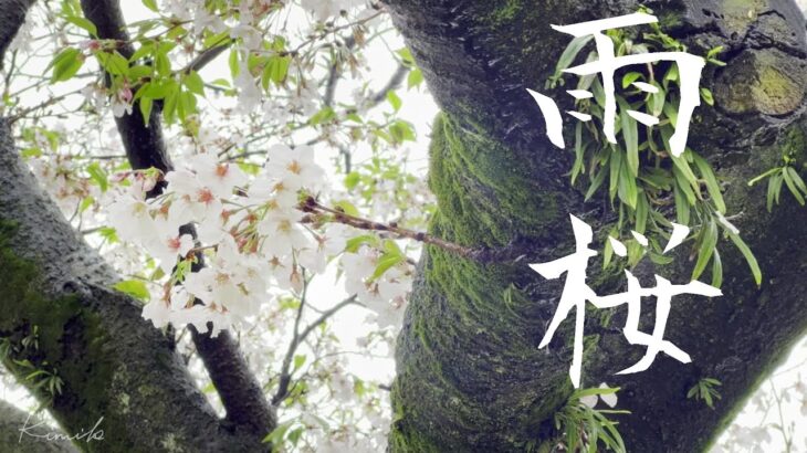 癒しの風景・花見の散歩【雨桜】 Healing Scenery 【Cherry Blossom in the rain】