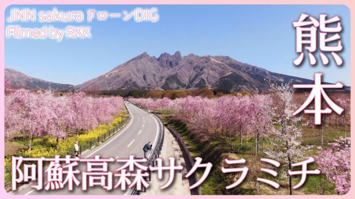 復興の道に咲く桜 阿蘇高森サクラミチ　熊本県 阿蘇市【JNN sakuraドローンDIG 2023】