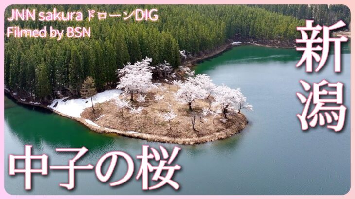 残雪と湖面に映える中子の桜　新潟県津南町【JNN sakuraドローンDIG 2023】