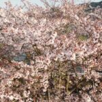 さくらさくら　満開のサクラ『ドローンMOVIE』桜の色　#サクラ  #桜  #sakura