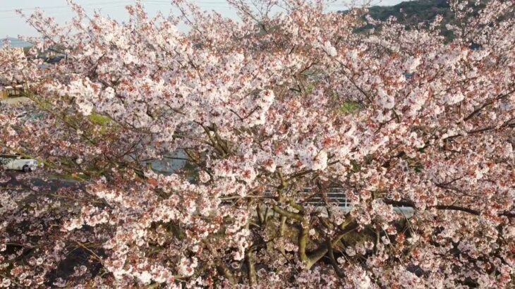 さくらさくら　満開のサクラ『ドローンMOVIE』桜の色　#サクラ  #桜  #sakura