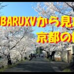 SUBARUXVから見る京都の桜風景🌸🌸