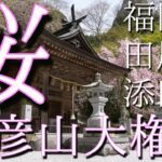 桜-Sakura- 2023 英彦山大権現 福岡県田川郡添田町 Powered by Mavic3