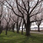 [石川]木場潟の桜[UHD4K顔声曲無] – Cherry blossoms at Kibagata Lagoon