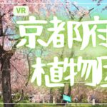 【VR】桜満開の京都府立植物園🌸~Kyoto Botanical Gardens in Spring~