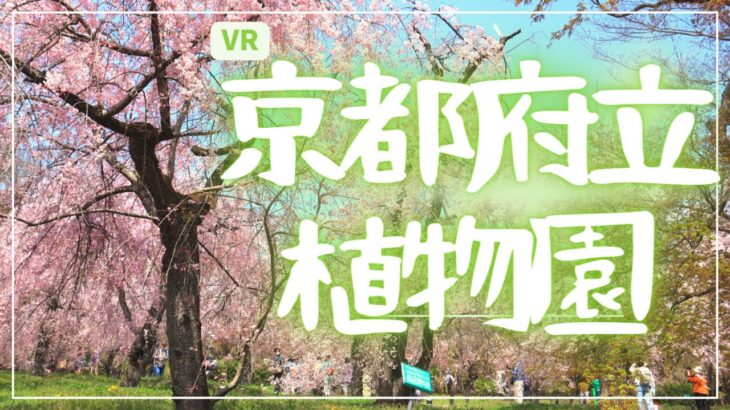 【VR】桜満開の京都府立植物園🌸~Kyoto Botanical Gardens in Spring~