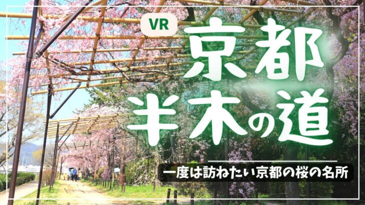 【VR】春の半木の道（桜の散歩道🌸）~Nakaragi no michi walkway in Spring Kyoto, Japan~