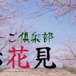 桜を見るお散歩風景をcinematicに撮影してみた【あみーご倶楽部】