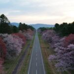 [ドローン] 二十間道路の桜並木を空撮 [北海道 新ひだか町] drone Hokkaido Japan Row of cherry trees