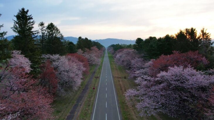 [ドローン] 二十間道路の桜並木を空撮 [北海道 新ひだか町] drone Hokkaido Japan Row of cherry trees