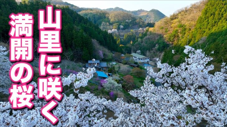山里に咲く満開の桜を空からお花見~drone japan 4k~