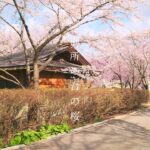 『週末カメラ散歩』～八峰町 御所の台の桜～ 秋田の町並みと風景の記録 #japan #akita #village