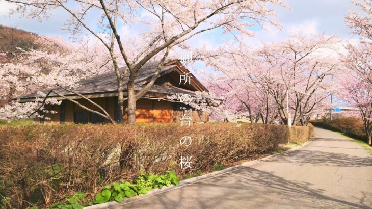 『週末カメラ散歩』～八峰町 御所の台の桜～ 秋田の町並みと風景の記録 #japan #akita #village