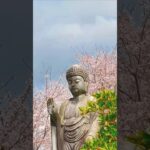 #japan #cerryblossom #spring #桜 #風景 #春 #田舎 #神社 #祠 #花 #shorts
