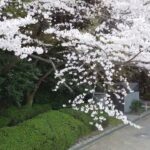桜『ドローン満開のサクラ』　#sakura　夕日に包まれる周南コンビナート　#永源山公園